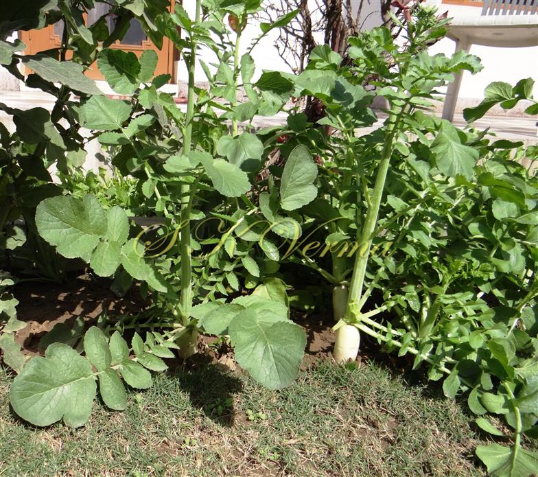  Plants